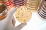 Gloved hand holding a Petri dish